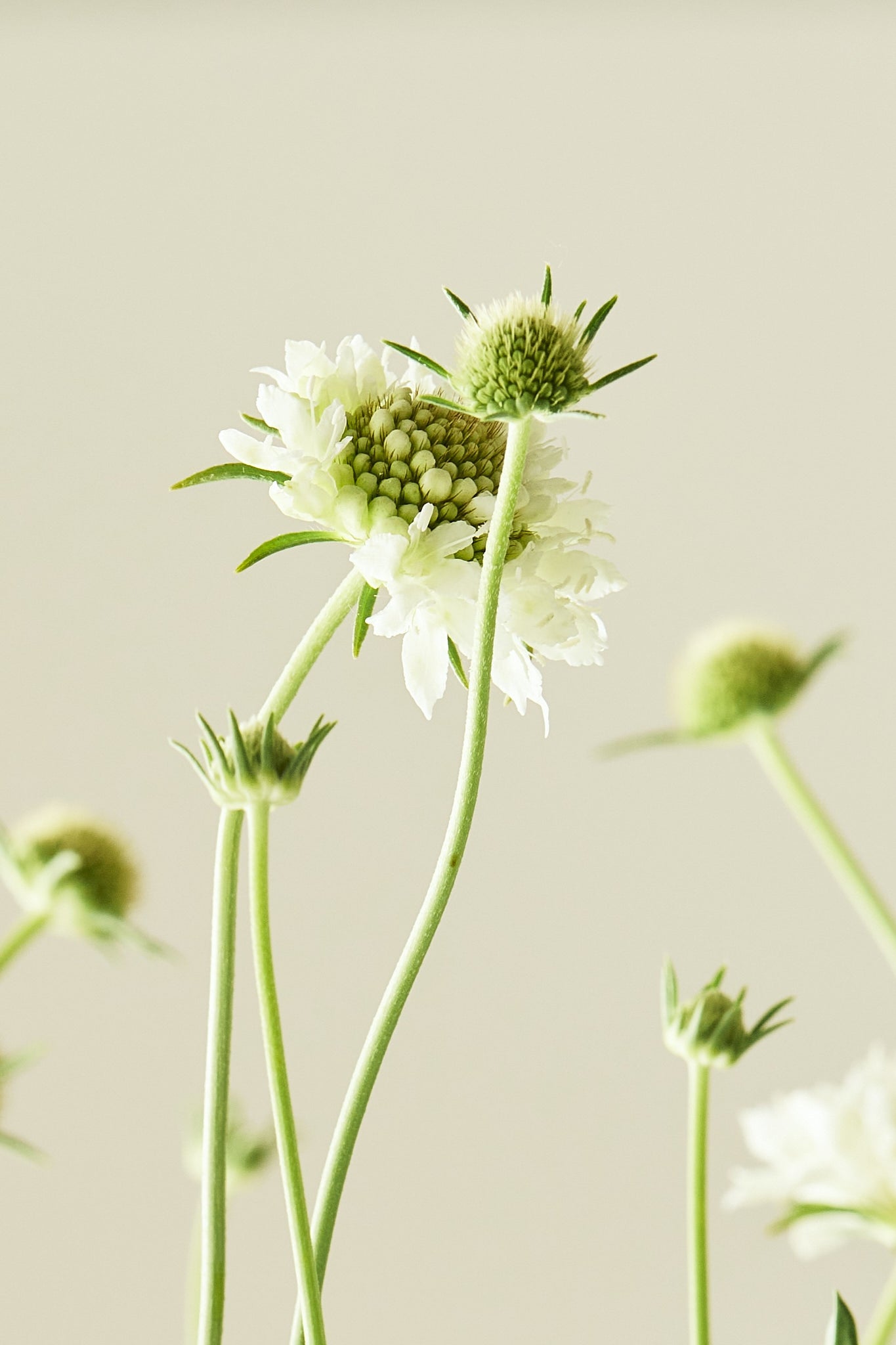 Skabiose 'Snowmaiden' - frø - 1-årige sommerblomster - til din skærehave her vist på billede 6 fra Frk. Grønt