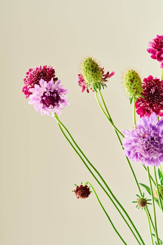 Skabiose 'Summer Fruits Mix' - frø - 1-årige sommerblomster - til din skærehave her vist på billede 2 fra Frk. Grønt