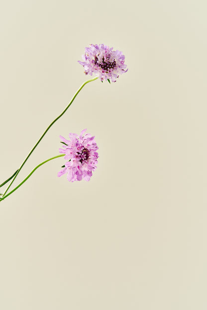 Skabiose 'Summer Fruits Mix' - frø - 1-årige sommerblomster - til din skærehave her vist på billede 3 fra Frk. Grønt