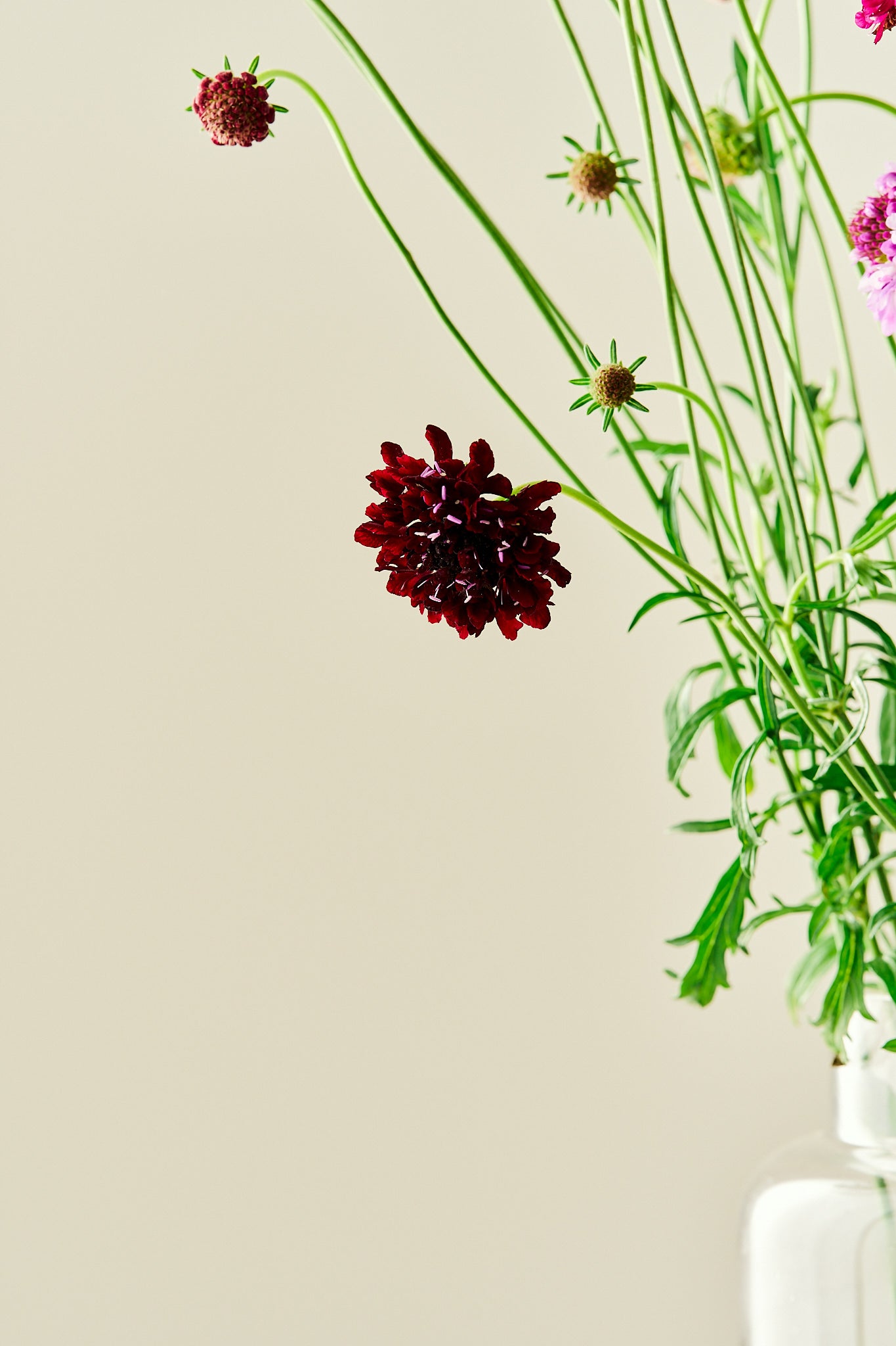 Skabiose 'Summer Fruits Mix' - frø - 1-årige sommerblomster - til din skærehave her vist på billede 5 fra Frk. Grønt