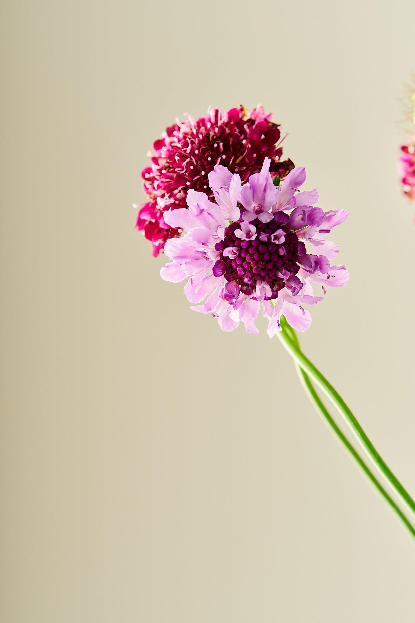 Skabiose 'Summer Fruits Mix' - frø - 1-årige sommerblomster - til din skærehave her vist på billede 6 fra Frk. Grønt