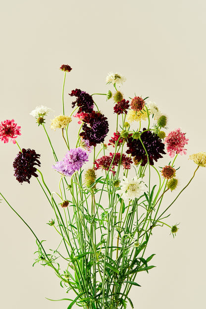 Skabiose 'Summer Mix' - frø - 1-årige sommerblomster - til din skærehave her vist på billede 1 fra Frk. Grønt