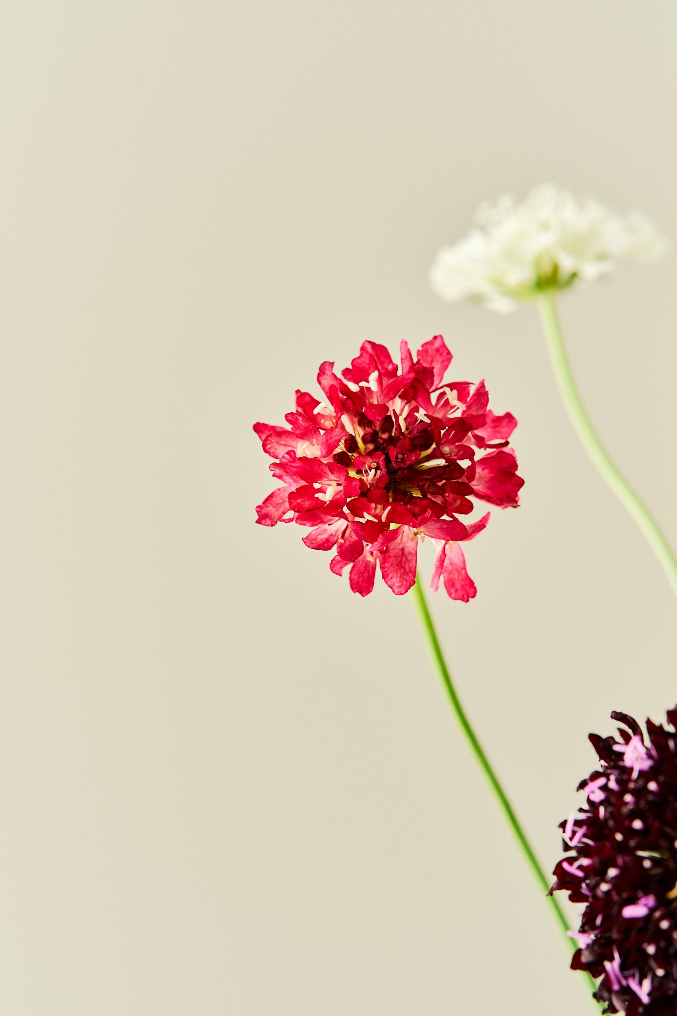 Skabiose 'Summer Mix' - frø - 1-årige sommerblomster - til din skærehave her vist på billede 10 fra Frk. Grønt