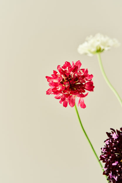 Skabiose 'Summer Mix' - frø - 1-årige sommerblomster - til din skærehave her vist på billede 10 fra Frk. Grønt