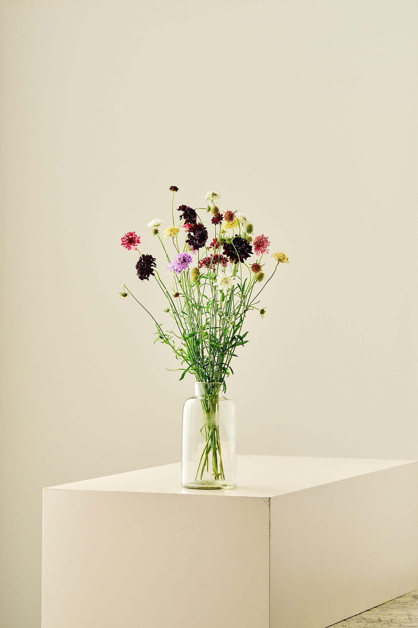 Skabiose 'Summer Mix' - frø - 1-årige sommerblomster - til din skærehave her vist på billede 11 fra Frk. Grønt