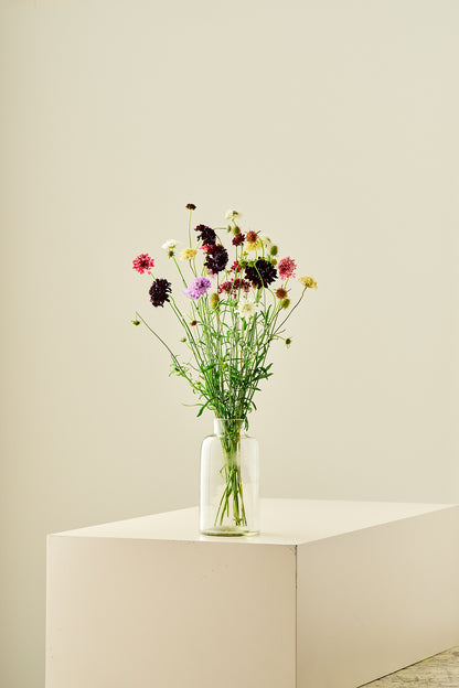 Skabiose 'Summer Mix' - frø - 1-årige sommerblomster - til din skærehave her vist på billede 11 fra Frk. Grønt