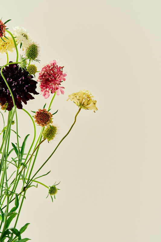 Skabiose 'Summer Mix' - frø - 1-årige sommerblomster - til din skærehave her vist på billede 2 fra Frk. Grønt