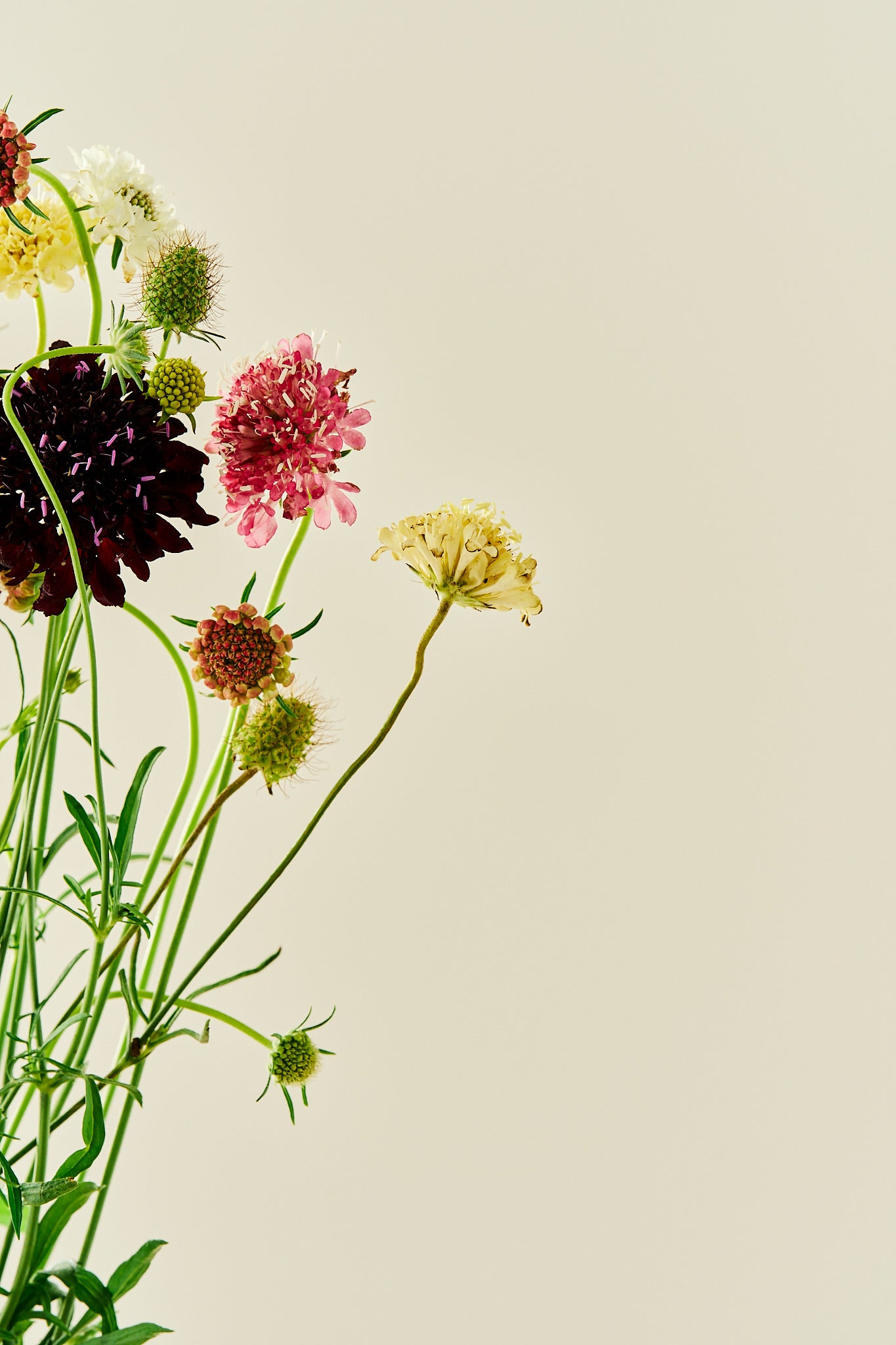 Skabiose 'Summer Mix' - frø - 1-årige sommerblomster - til din skærehave her vist på billede 2 fra Frk. Grønt