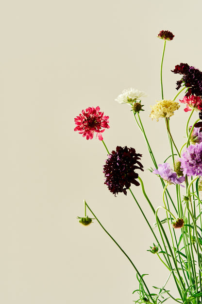 Skabiose 'Summer Mix' - frø - 1-årige sommerblomster - til din skærehave her vist på billede 3 fra Frk. Grønt