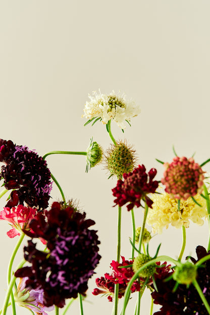 Skabiose 'Summer Mix' - frø - 1-årige sommerblomster - til din skærehave her vist på billede 5 fra Frk. Grønt