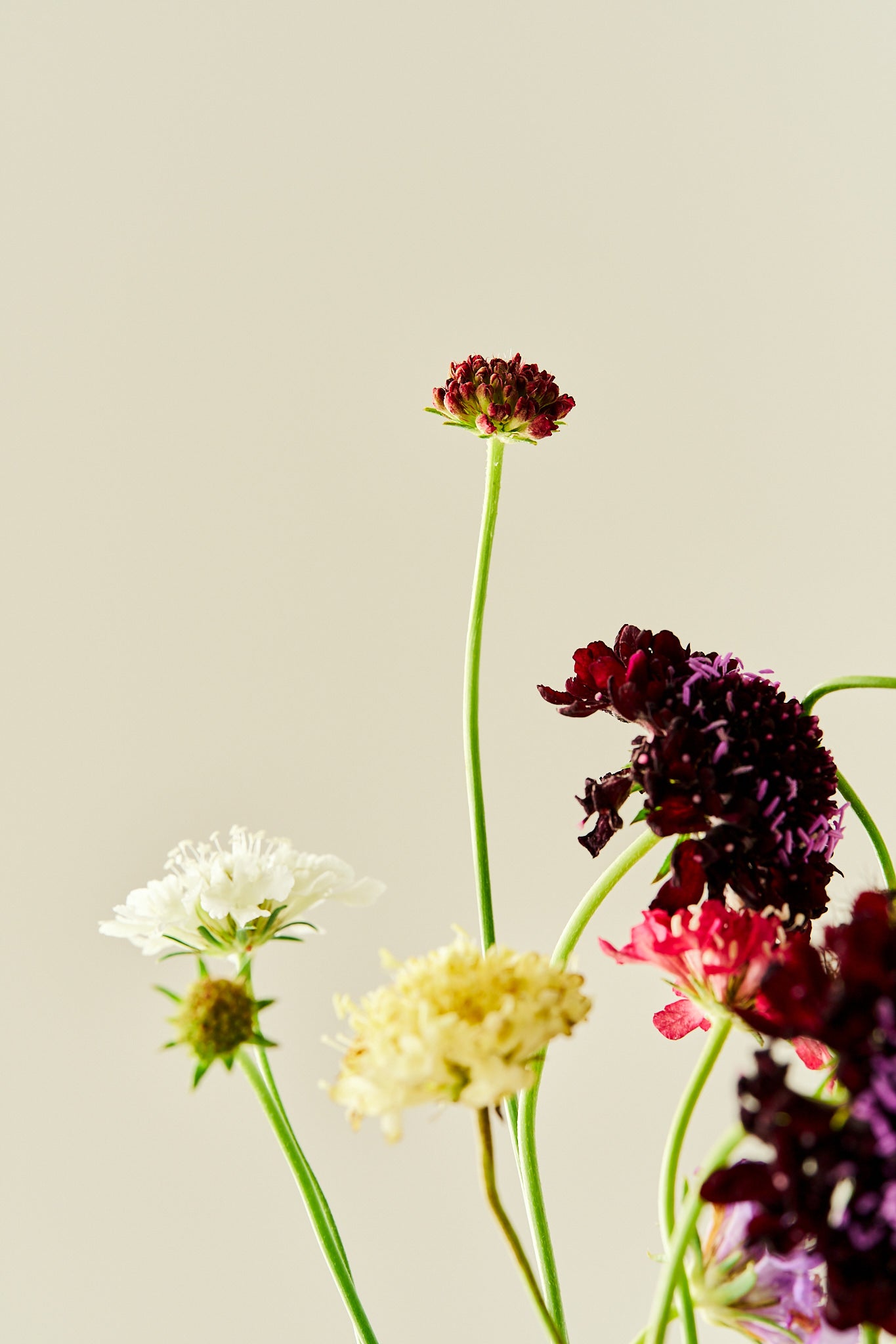 Skabiose 'Summer Mix' - frø - 1-årige sommerblomster - til din skærehave her vist på billede 6 fra Frk. Grønt