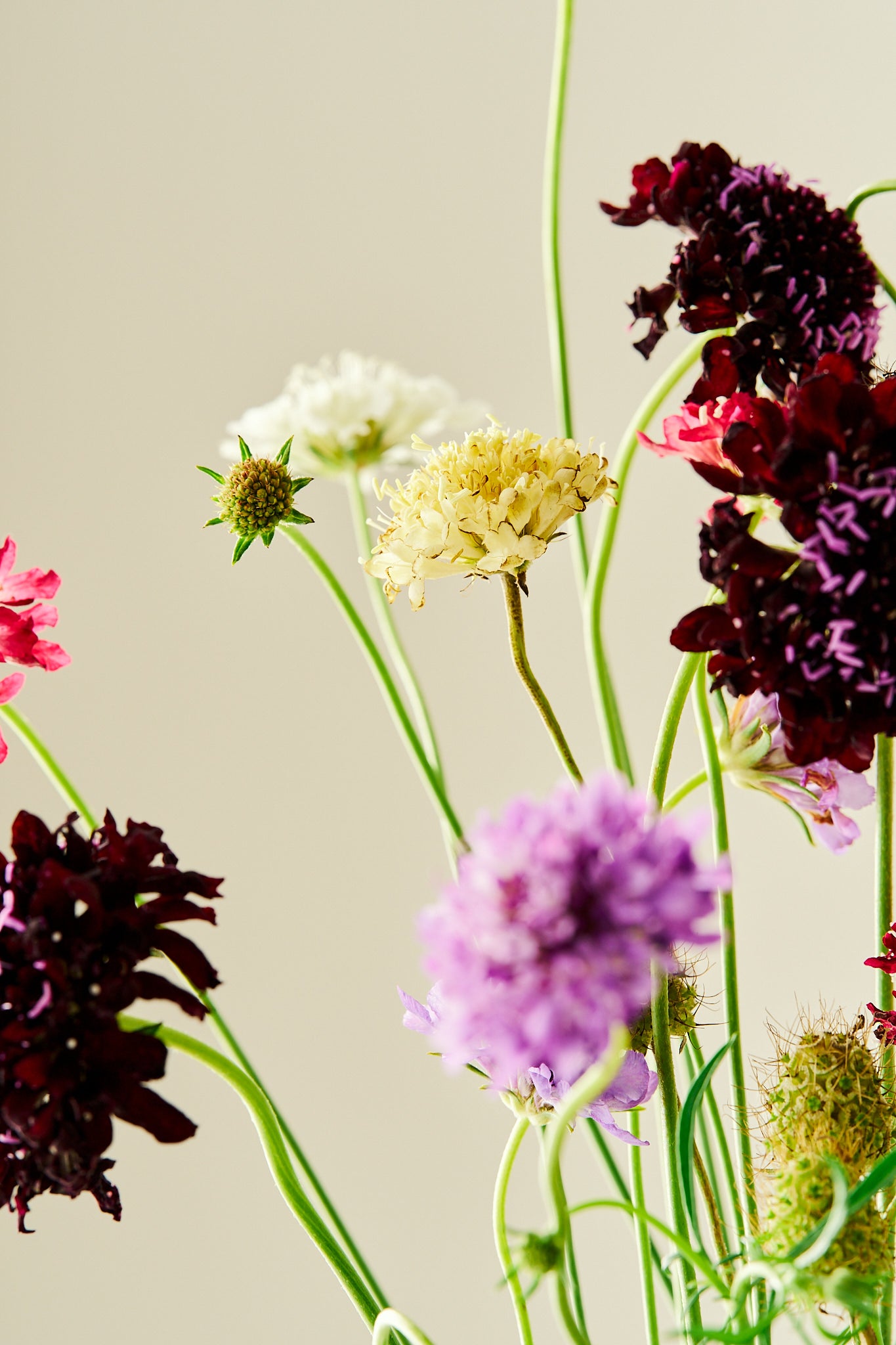 Skabiose 'Summer Mix' - frø - 1-årige sommerblomster - til din skærehave her vist på billede 7 fra Frk. Grønt