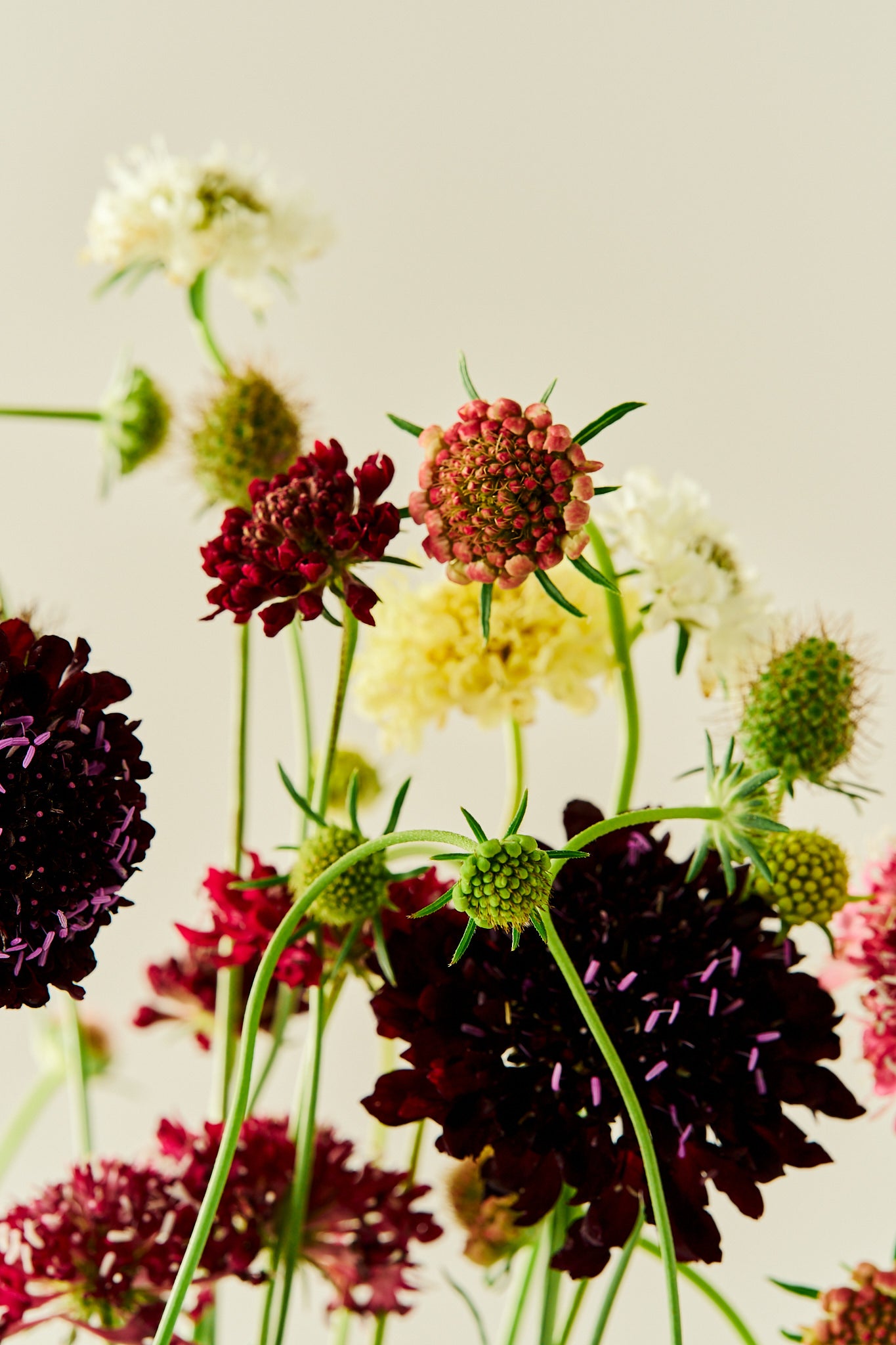 Skabiose 'Summer Mix' - frø - 1-årige sommerblomster - til din skærehave her vist på billede 8 fra Frk. Grønt