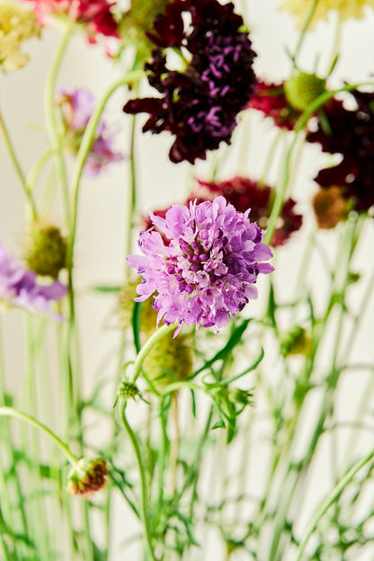 Skabiose 'Summer Mix' - frø - 1-årige sommerblomster - til din skærehave her vist på billede 9 fra Frk. Grønt
