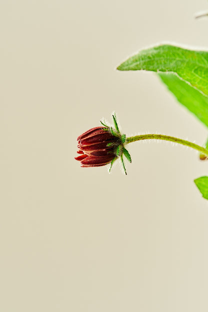 Solhat 'Cherry Brandy' - frø - Stauder - til din skærehave her vist på billede 5 fra Frk. Grønt