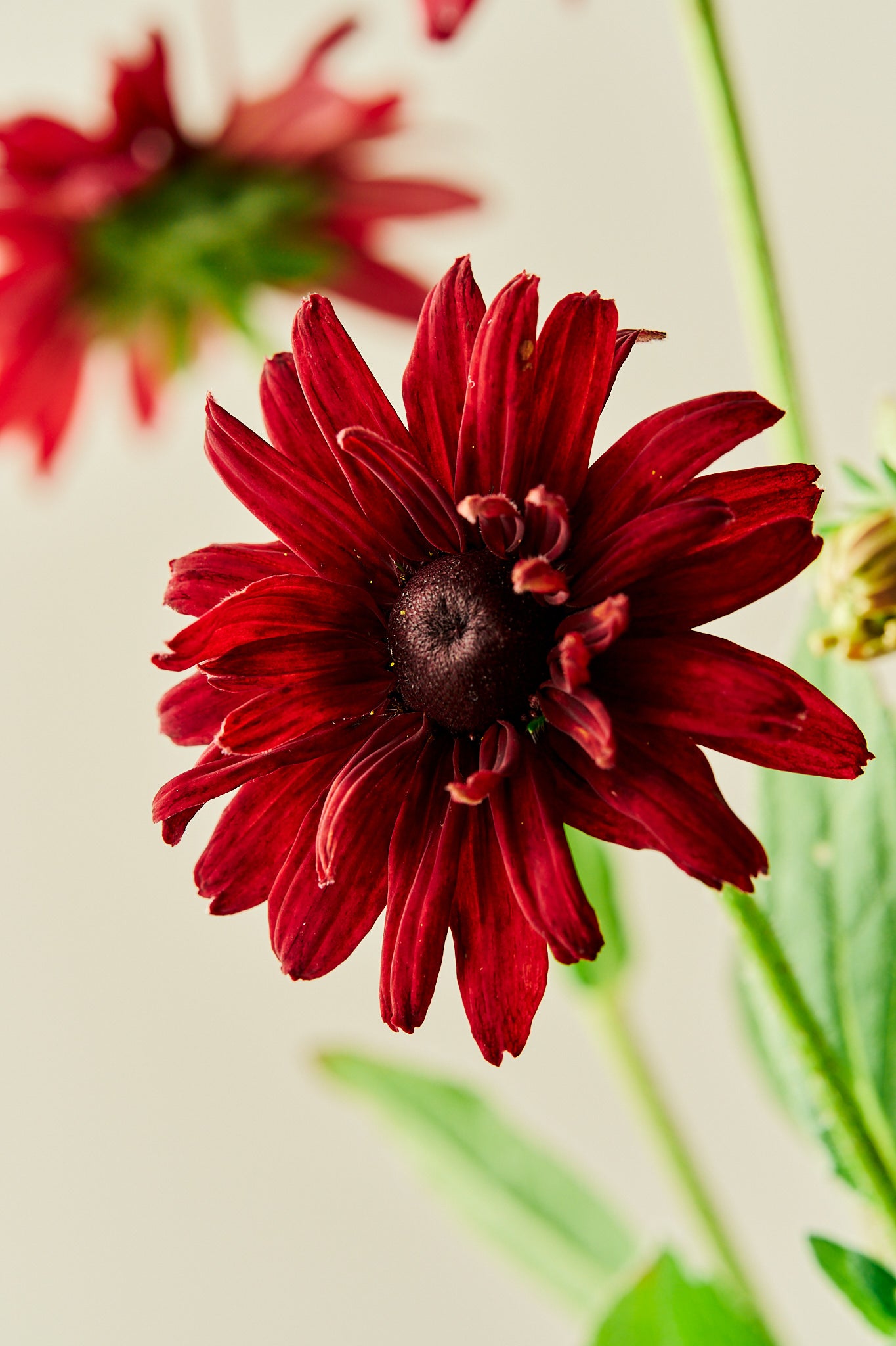 Solhat 'Sahara' - frø - Stauder - til din skærehave her vist på billede 1 fra Frk. Grønt