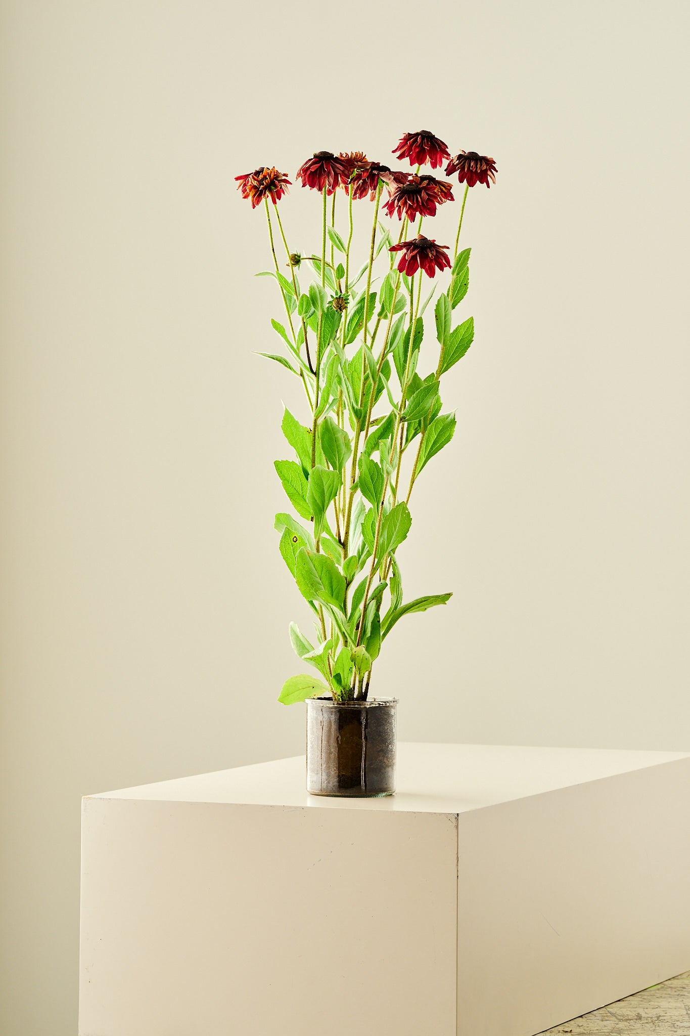 Solhat 'Sahara' - frø - Stauder - til din skærehave her vist på billede 10 fra Frk. Grønt