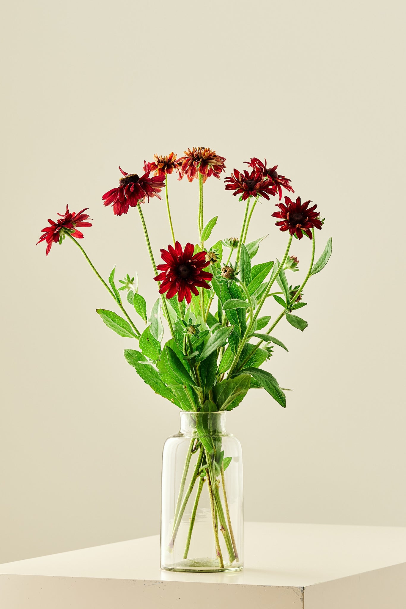 Solhat 'Sahara' - frø - Stauder - til din skærehave her vist på billede 2 fra Frk. Grønt