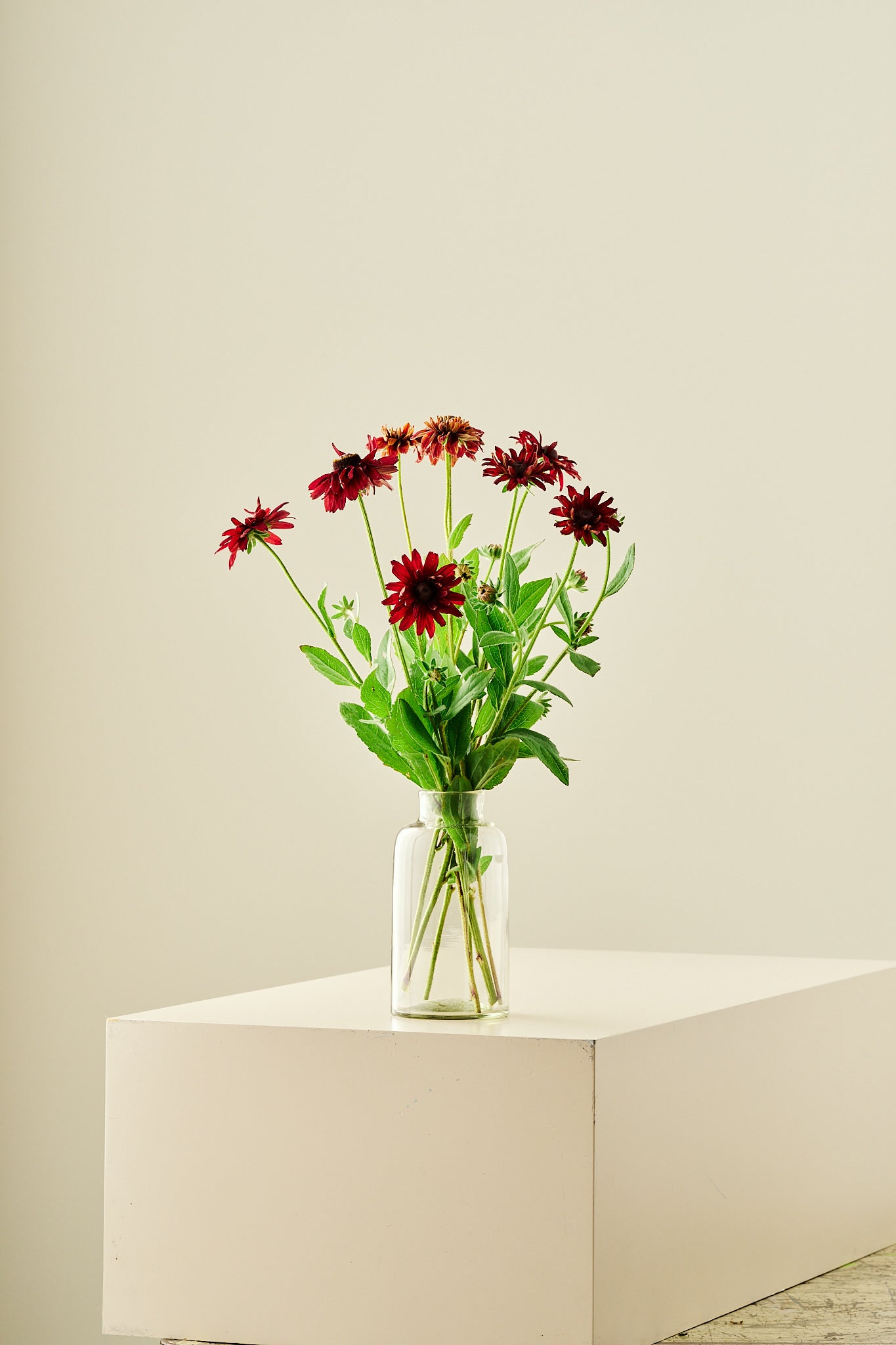 Solhat 'Sahara' - frø - Stauder - til din skærehave her vist på billede 4 fra Frk. Grønt