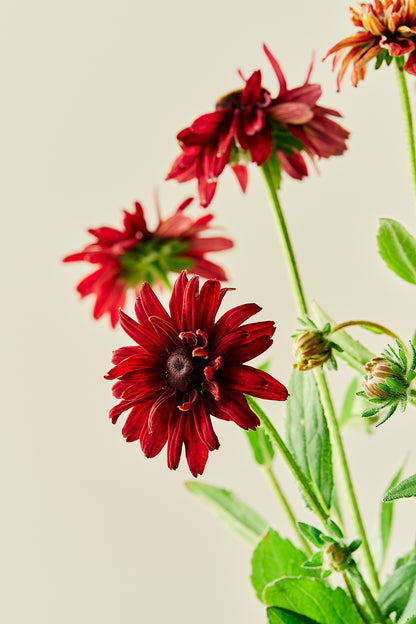 Solhat 'Sahara' - frø - Stauder - til din skærehave her vist på billede 5 fra Frk. Grønt