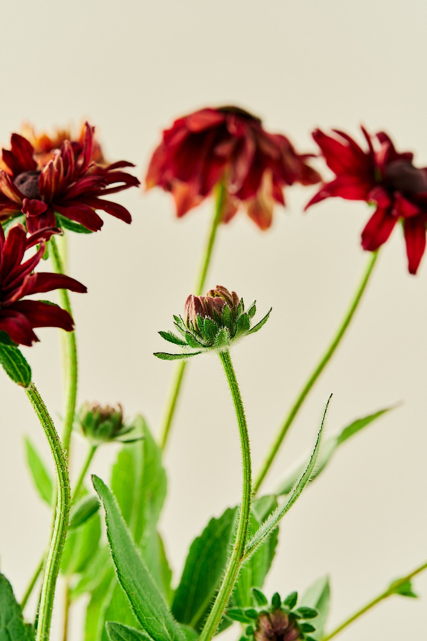 Solhat 'Sahara' - frø - Stauder - til din skærehave her vist på billede 6 fra Frk. Grønt