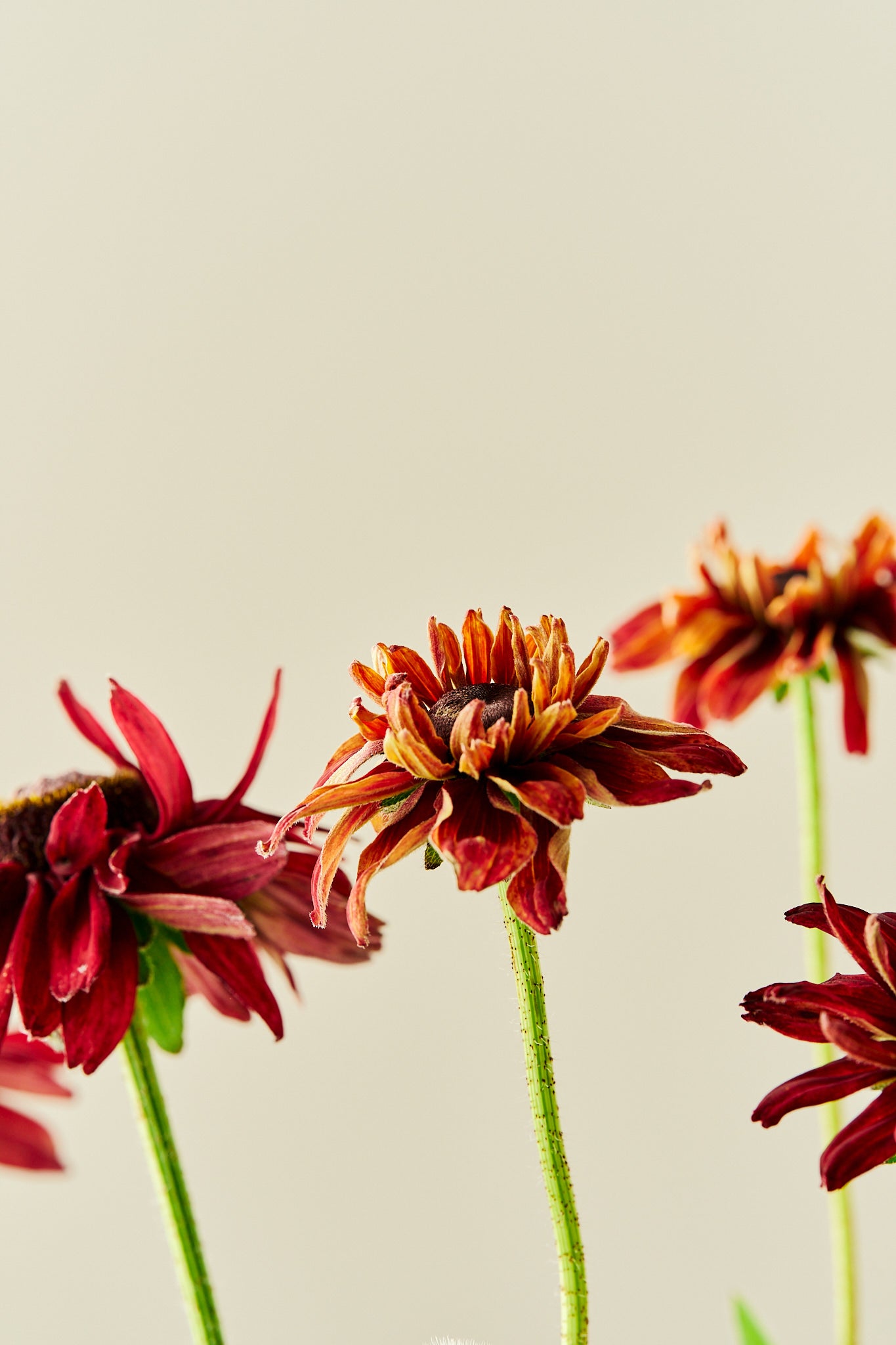 Solhat 'Sahara' - frø - Stauder - til din skærehave her vist på billede 8 fra Frk. Grønt