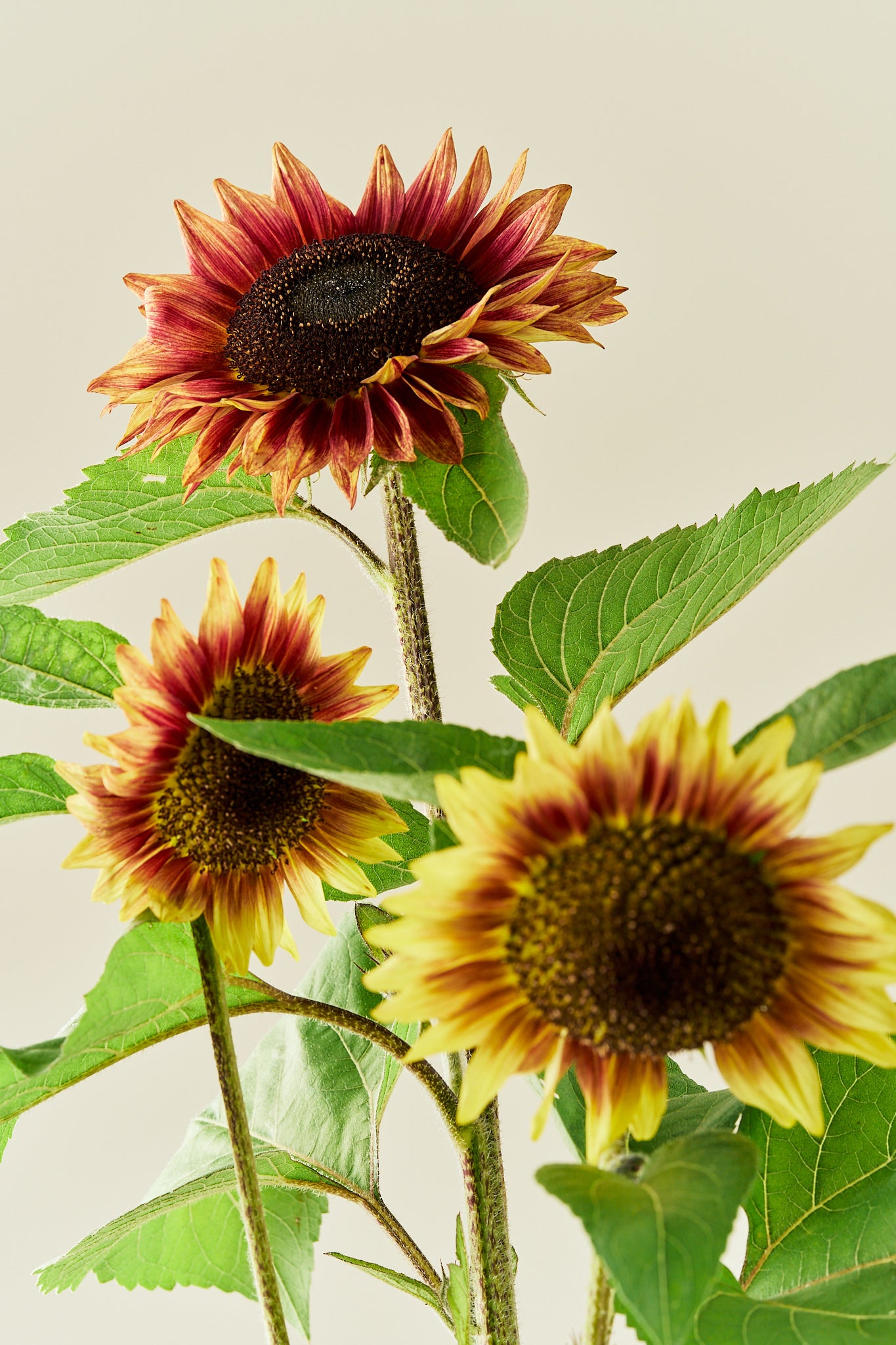 Solsikke 'Desert Sun' - frø - 1-årige sommerblomster - til din skærehave her vist på billede 1 fra Frk. Grønt