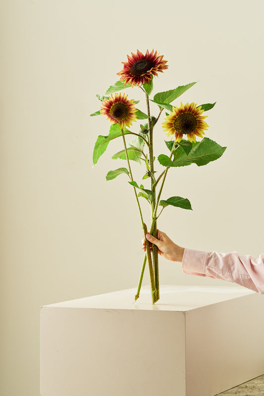 Solsikke 'Desert Sun' - frø - 1-årige sommerblomster - til din skærehave her vist på billede 2 fra Frk. Grønt