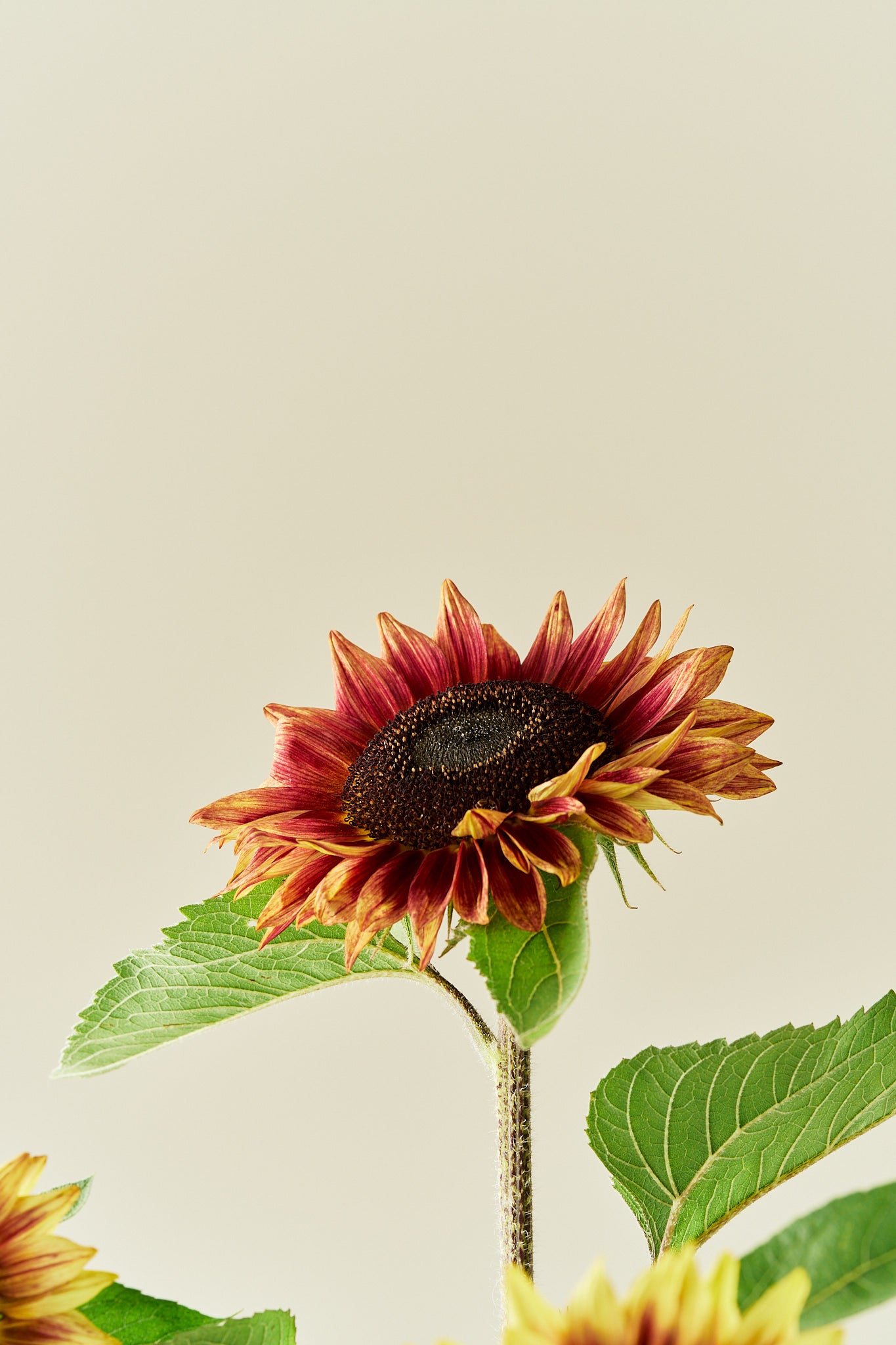 Solsikke 'Desert Sun' - frø - 1-årige sommerblomster - til din skærehave her vist på billede 3 fra Frk. Grønt
