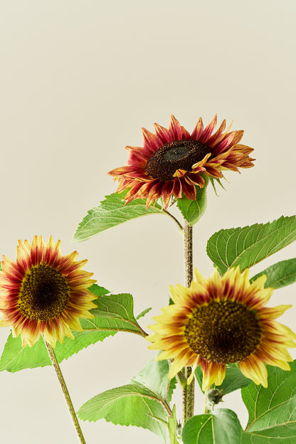 Solsikke 'Desert Sun' - frø - 1-årige sommerblomster - til din skærehave her vist på billede 6 fra Frk. Grønt