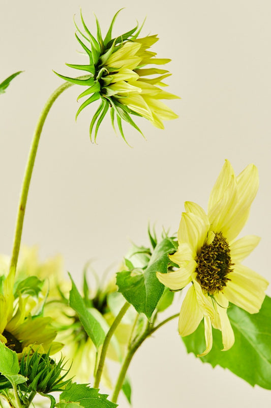 Solsikke 'Italien Green Heart' - frø - 1-årige sommerblomster - til din skærehave her vist på billede 1 fra Frk. Grønt