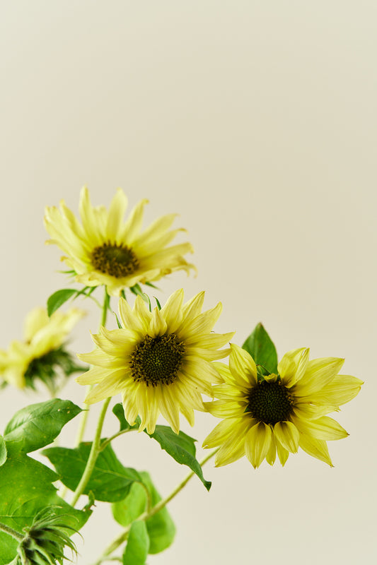 Solsikke 'Italien Green Heart' - frø - 1-årige sommerblomster - til din skærehave her vist på billede 2 fra Frk. Grønt