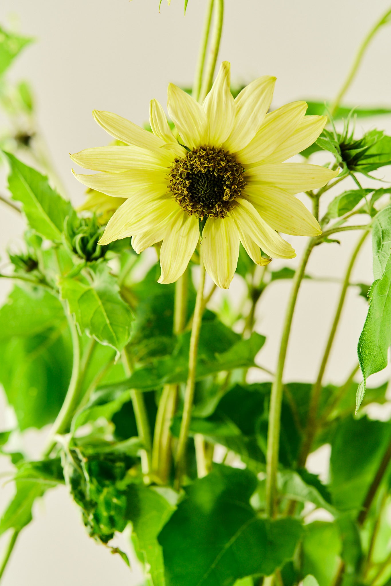 Solsikke 'Italien Green Heart' - frø - 1-årige sommerblomster - til din skærehave her vist på billede 3 fra Frk. Grønt