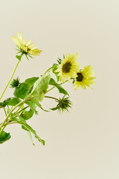 Solsikke 'Italien Green Heart' - frø - 1-årige sommerblomster - til din skærehave her vist på billede 5 fra Frk. Grønt
