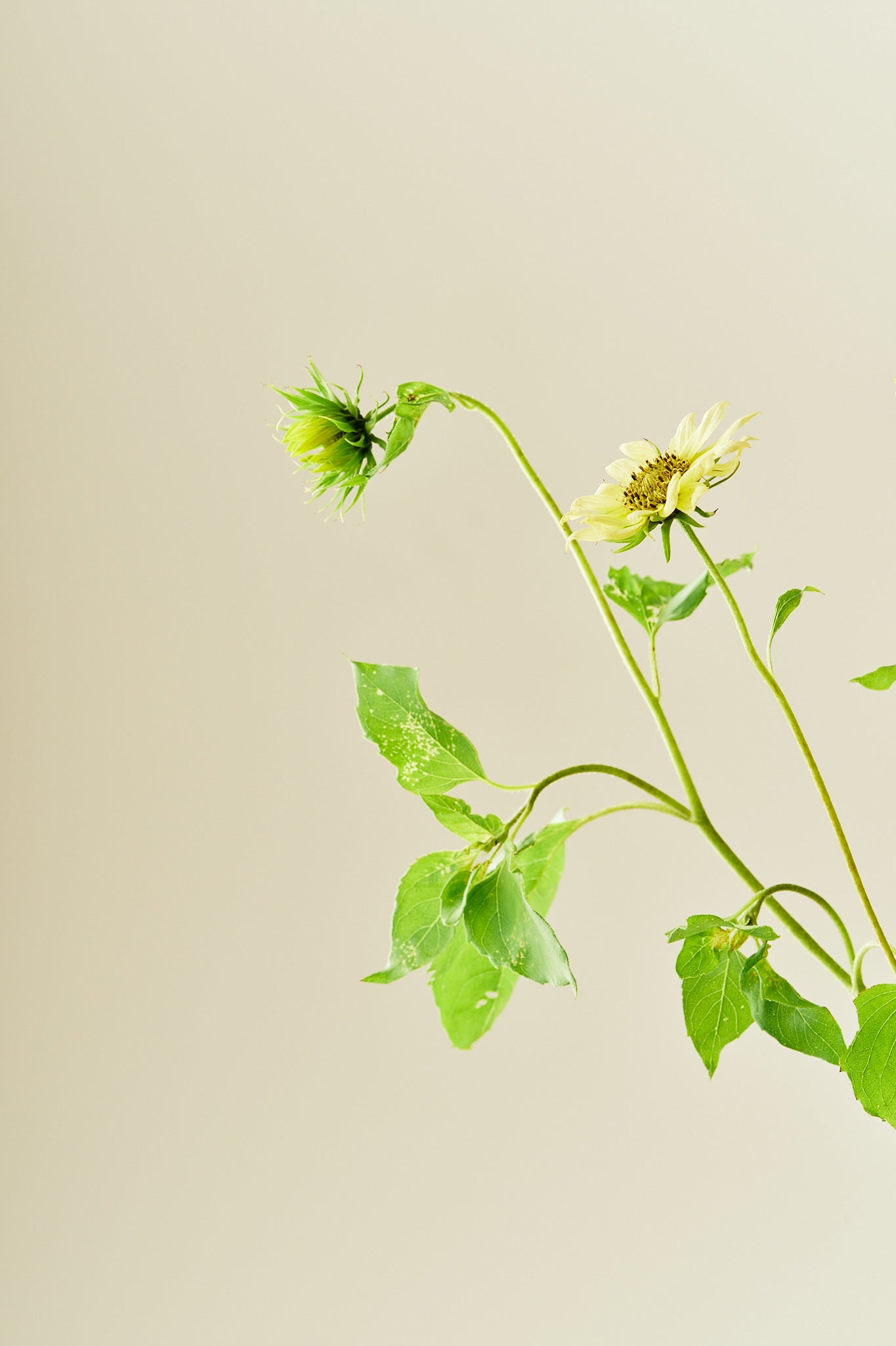 Solsikke 'Italien Green Heart' - frø - 1-årige sommerblomster - til din skærehave her vist på billede 6 fra Frk. Grønt