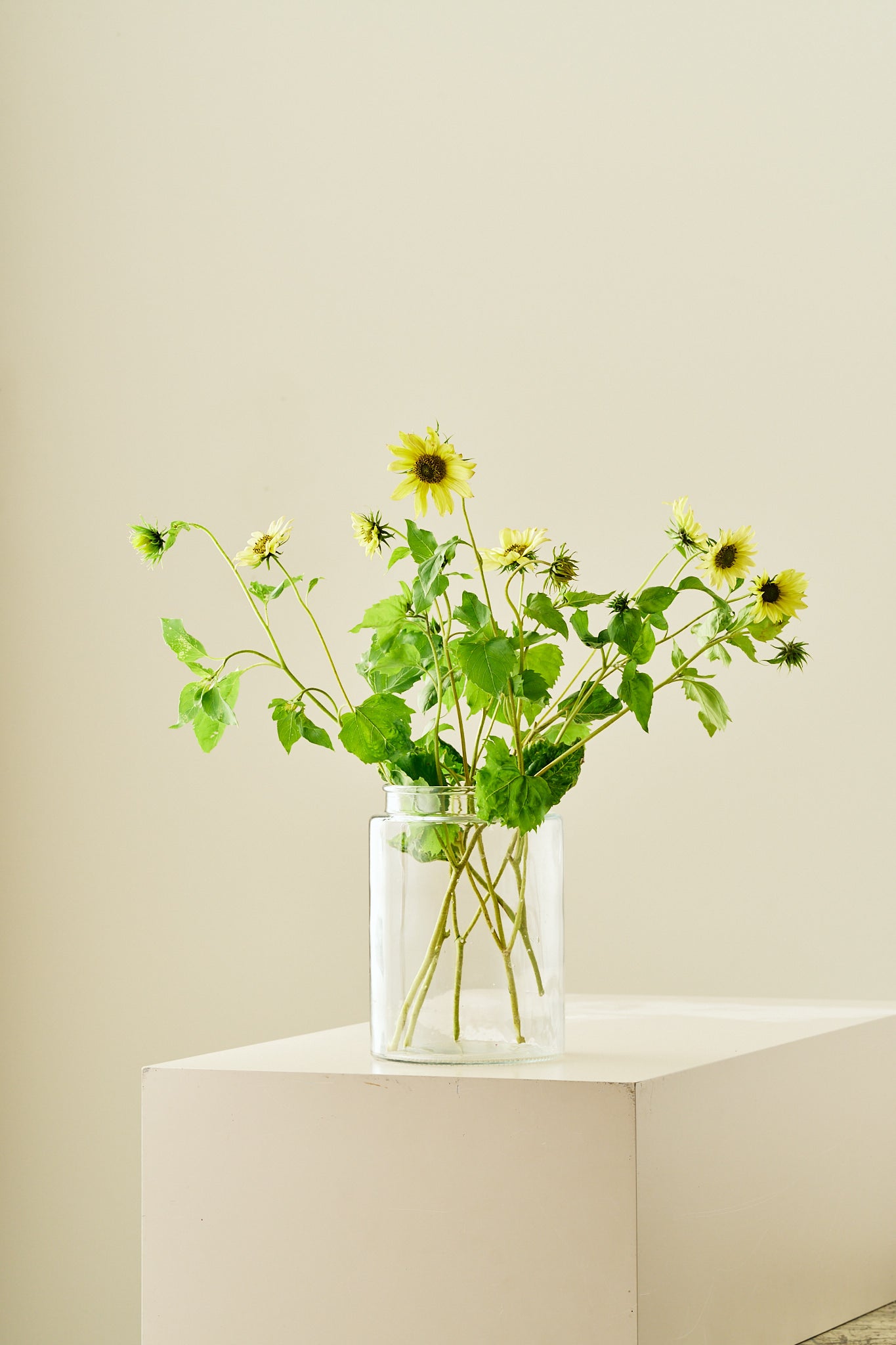 Solsikke 'Italien Green Heart' - frø - 1-årige sommerblomster - til din skærehave her vist på billede 8 fra Frk. Grønt