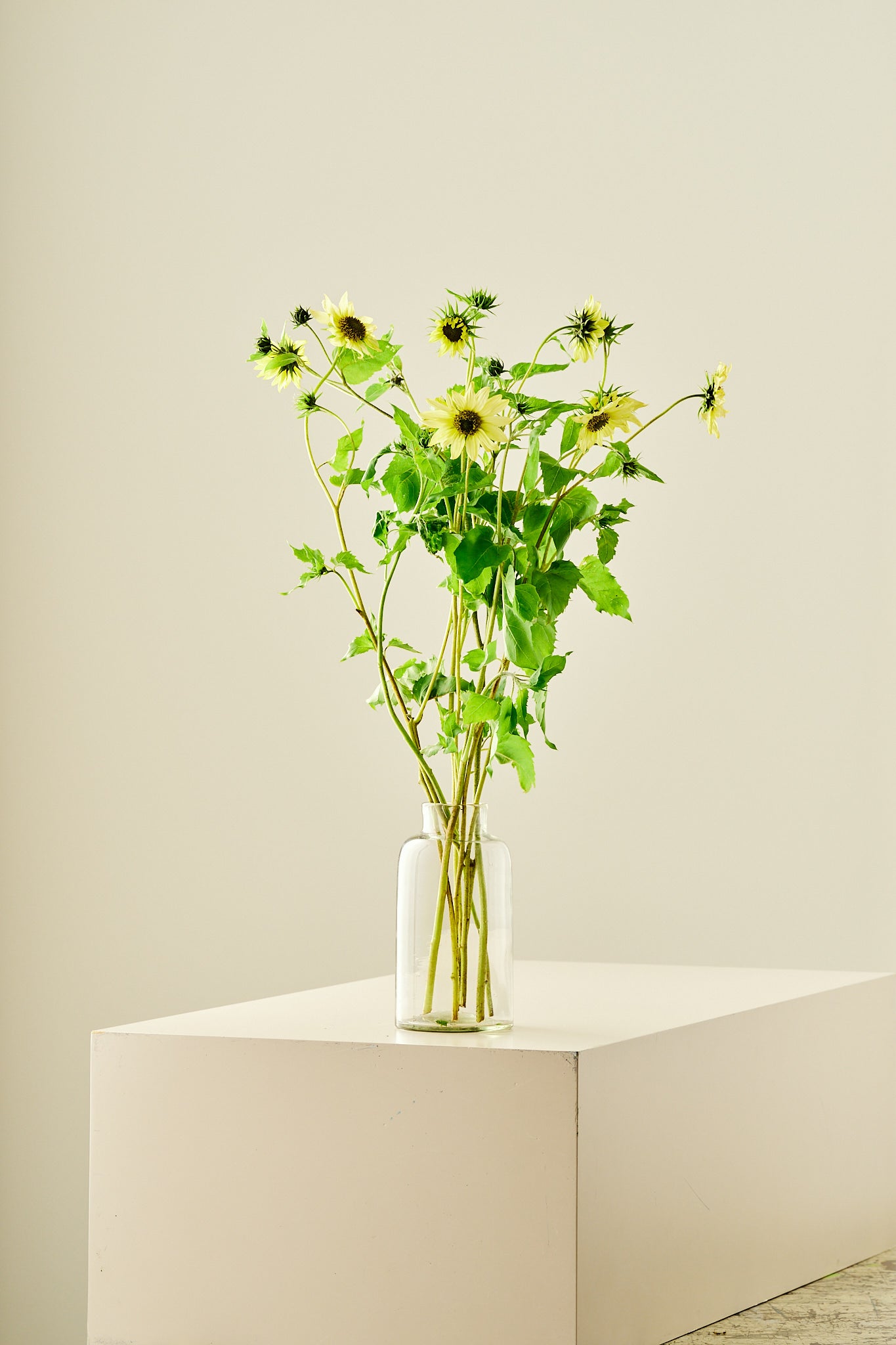 Solsikke 'Italien Green Heart' - frø - 1-årige sommerblomster - til din skærehave her vist på billede 9 fra Frk. Grønt