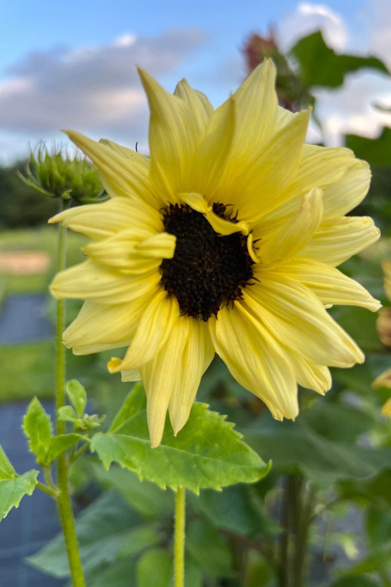 Solsikke 'Italien White' - frø - 1-årige sommerblomster - til din skærehave her vist på billede 3 fra Frk. Grønt