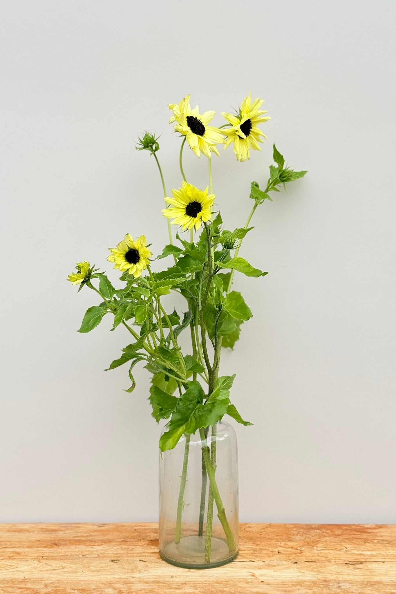 Solsikke 'Italien White' - frø - 1-årige sommerblomster - til din skærehave her vist på billede 4 fra Frk. Grønt