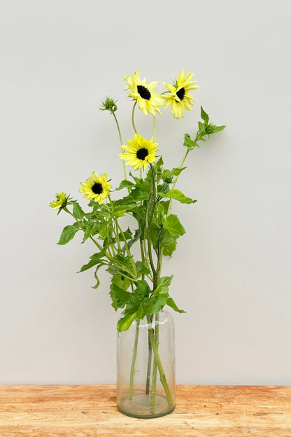 Solsikke 'Italien White' - frø - 1-årige sommerblomster - til din skærehave her vist på billede 4 fra Frk. Grønt