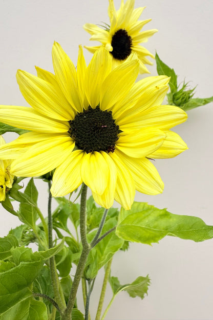 Solsikke 'Italien White' - frø - 1-årige sommerblomster - til din skærehave her vist på billede 5 fra Frk. Grønt