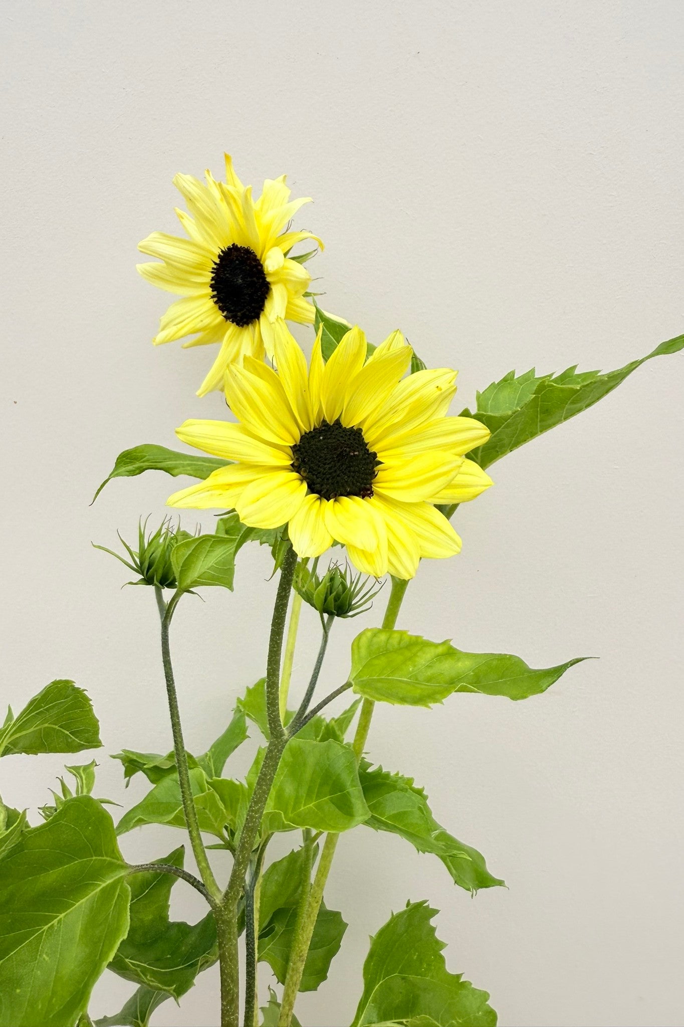 Solsikke 'Italien White' - frø - 1-årige sommerblomster - til din skærehave her vist på billede 6 fra Frk. Grønt
