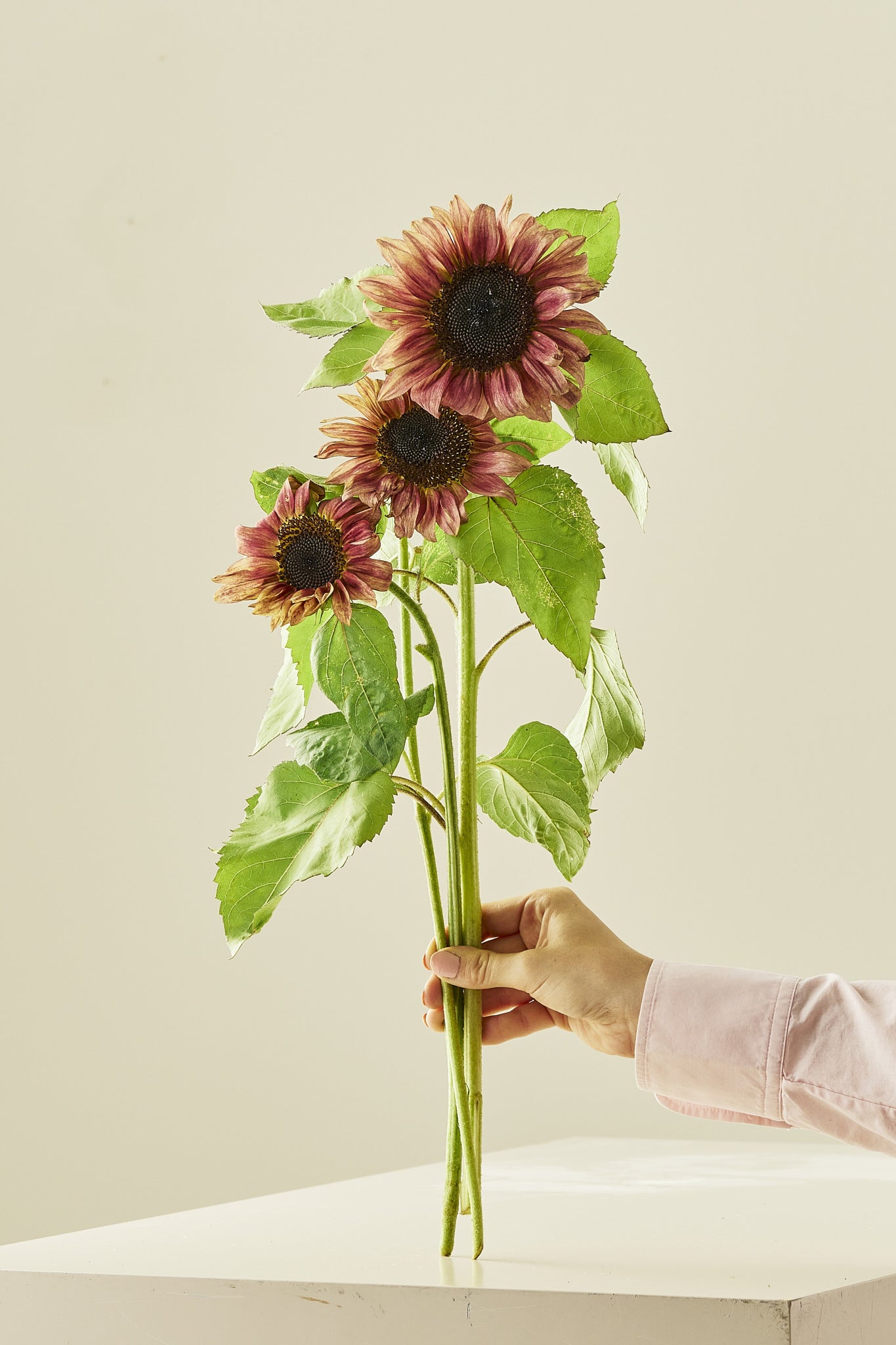 Solsikke 'Pro Cut Plum F1' - frø - 1-årige sommerblomster - til din skærehave her vist på billede 1 fra Frk. Grønt