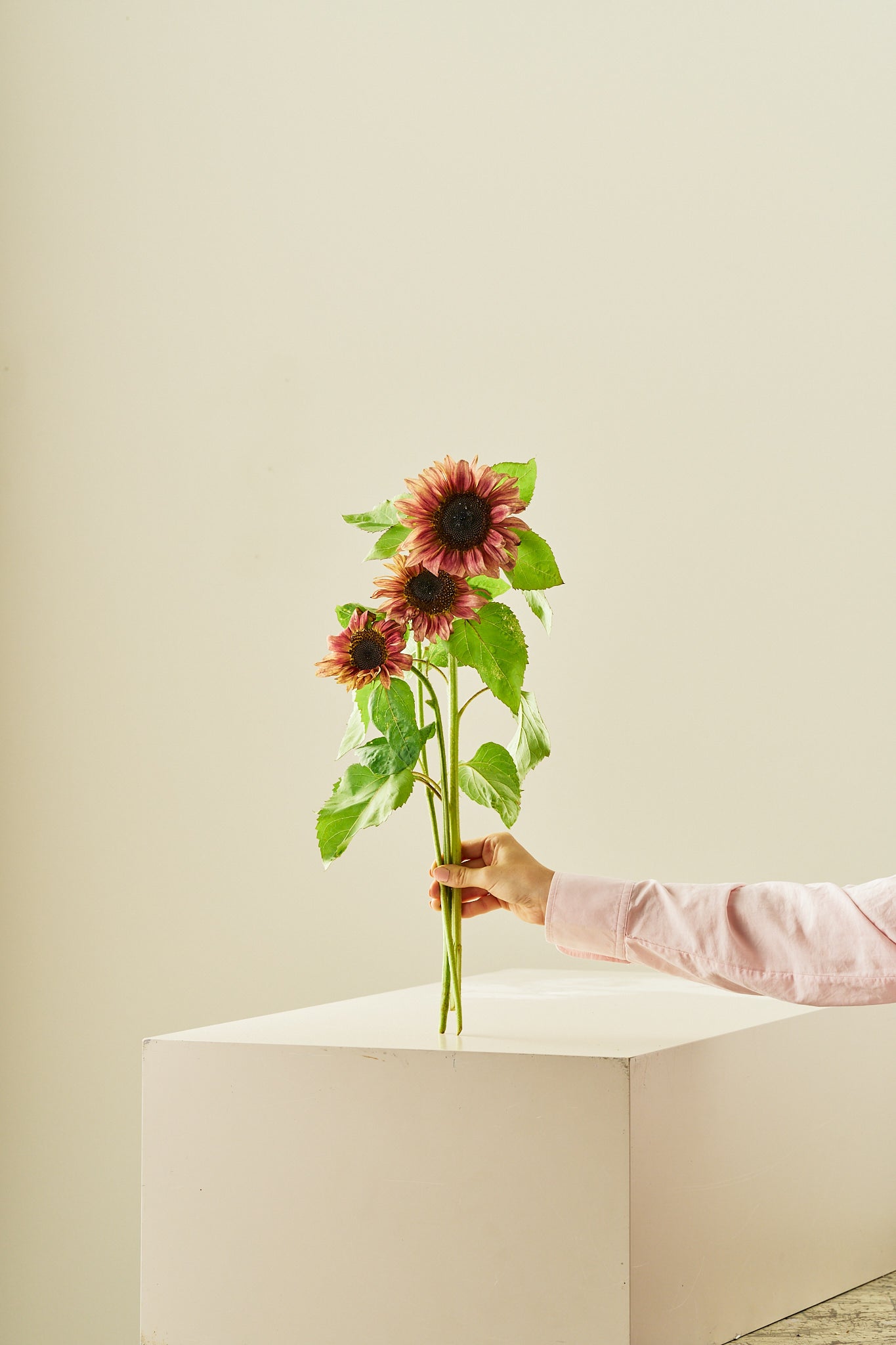 Solsikke 'Pro Cut Plum F1' - frø - 1-årige sommerblomster - til din skærehave her vist på billede 2 fra Frk. Grønt