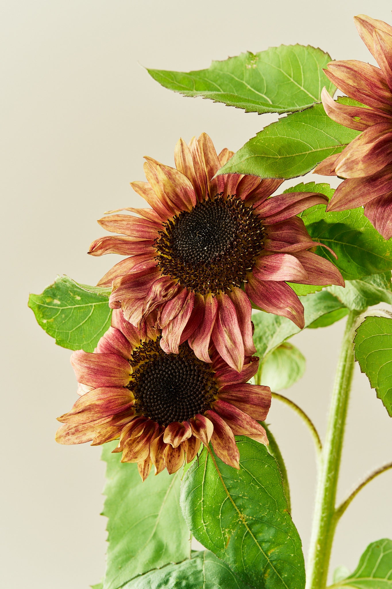 Solsikke 'Pro Cut Plum F1' - frø - 1-årige sommerblomster - til din skærehave her vist på billede 4 fra Frk. Grønt