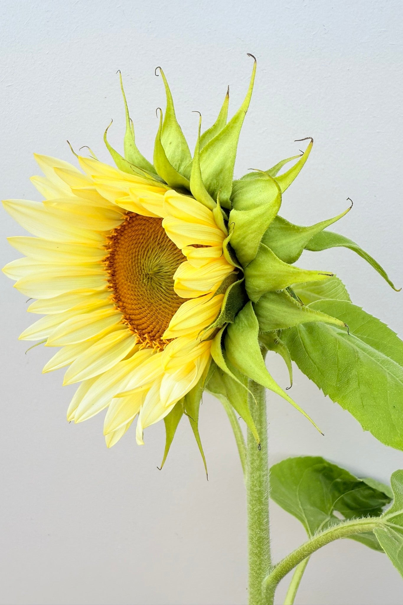 Solsikke 'Pro Cut White Lite F1' - frø - 1-årige sommerblomster - til din skærehave her vist på billede 1 fra Frk. Grønt