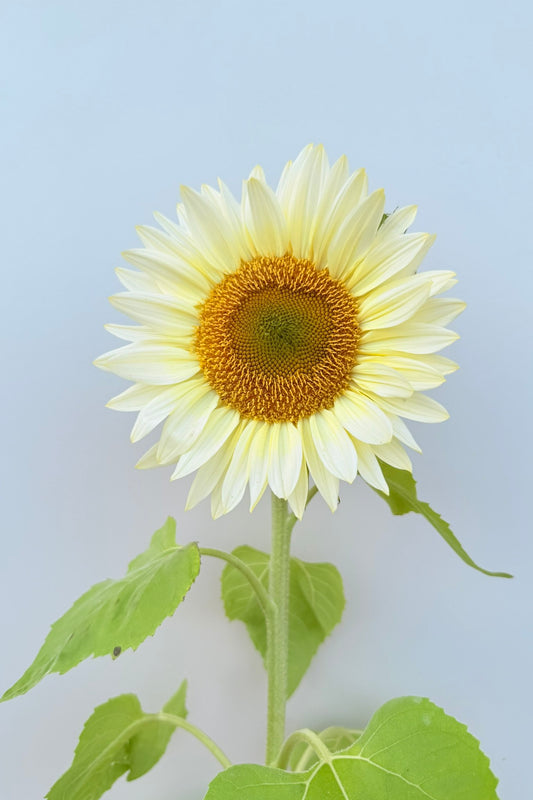 Solsikke 'Pro Cut White Lite F1' - frø - 1-årige sommerblomster - til din skærehave her vist på billede 2 fra Frk. Grønt