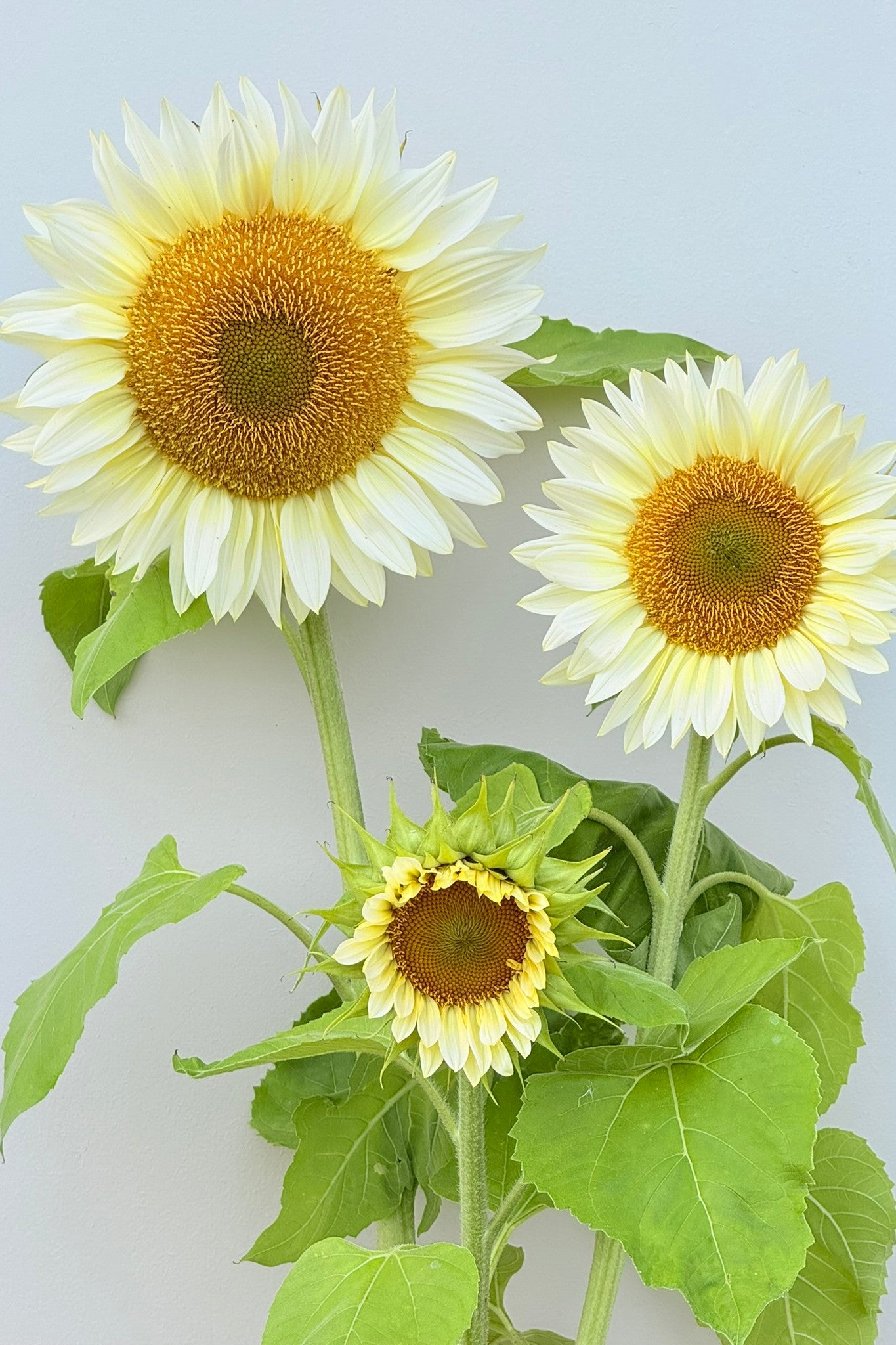 Solsikke 'Pro Cut White Lite F1' - frø - 1-årige sommerblomster - til din skærehave her vist på billede 3 fra Frk. Grønt