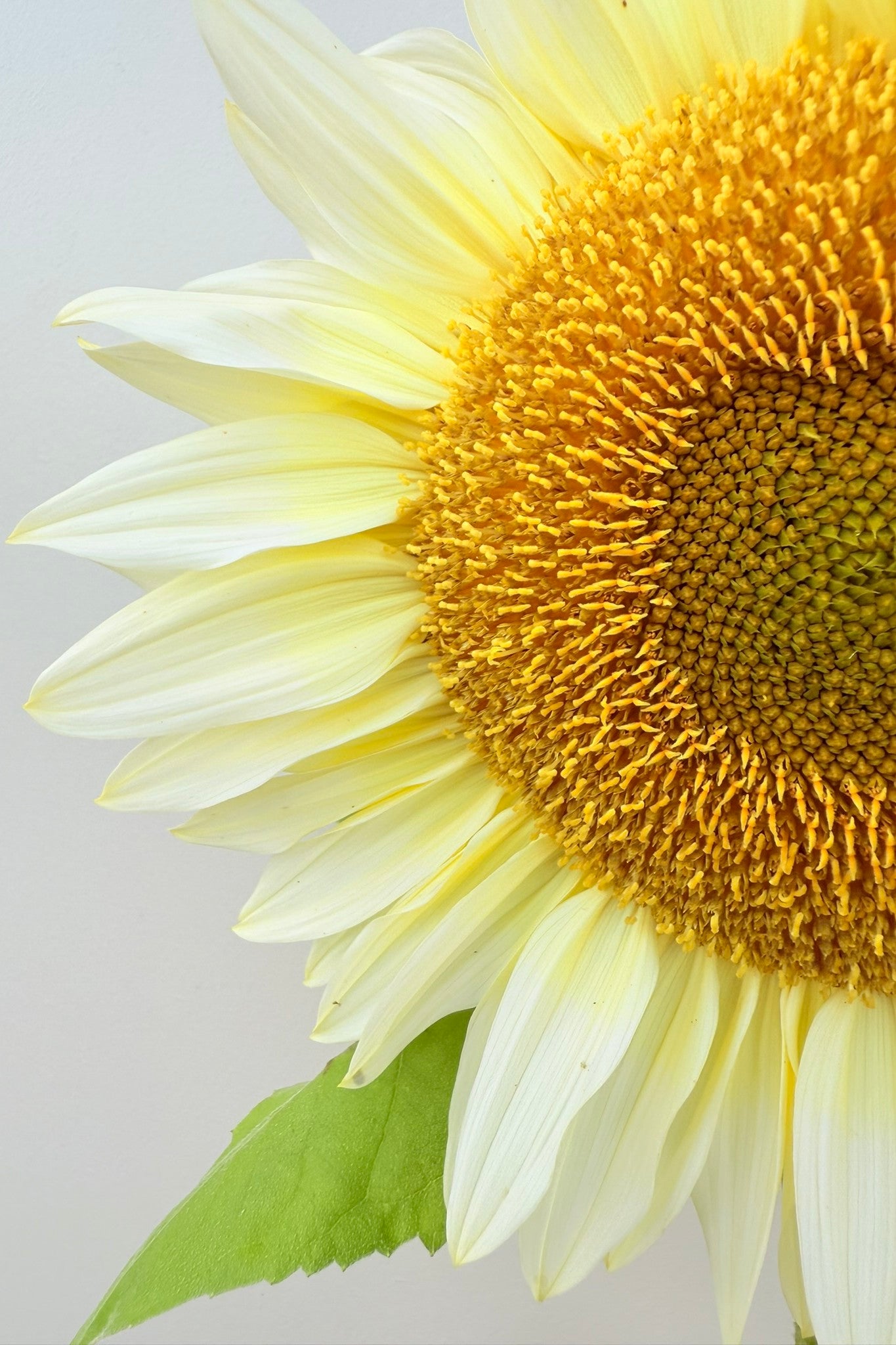 Solsikke 'Pro Cut White Lite F1' - frø - 1-årige sommerblomster - til din skærehave her vist på billede 4 fra Frk. Grønt