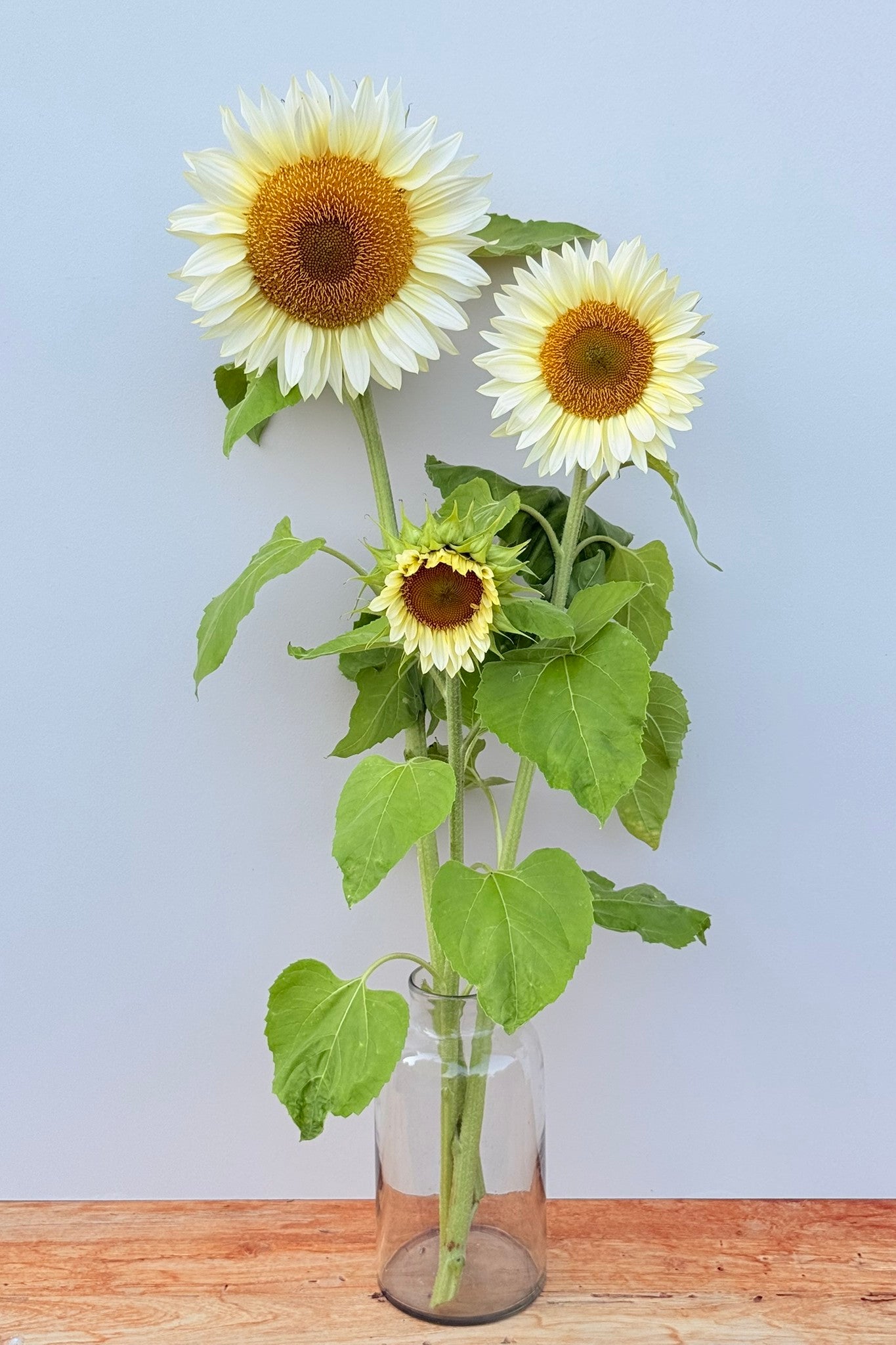 Solsikke 'Pro Cut White Lite F1' - frø - 1-årige sommerblomster - til din skærehave her vist på billede 5 fra Frk. Grønt